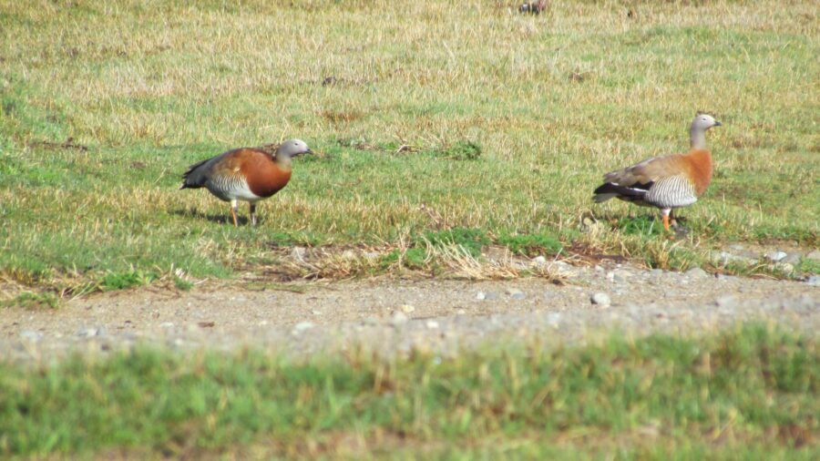 CAUQUÉN REAL Chloephaga poliocephala