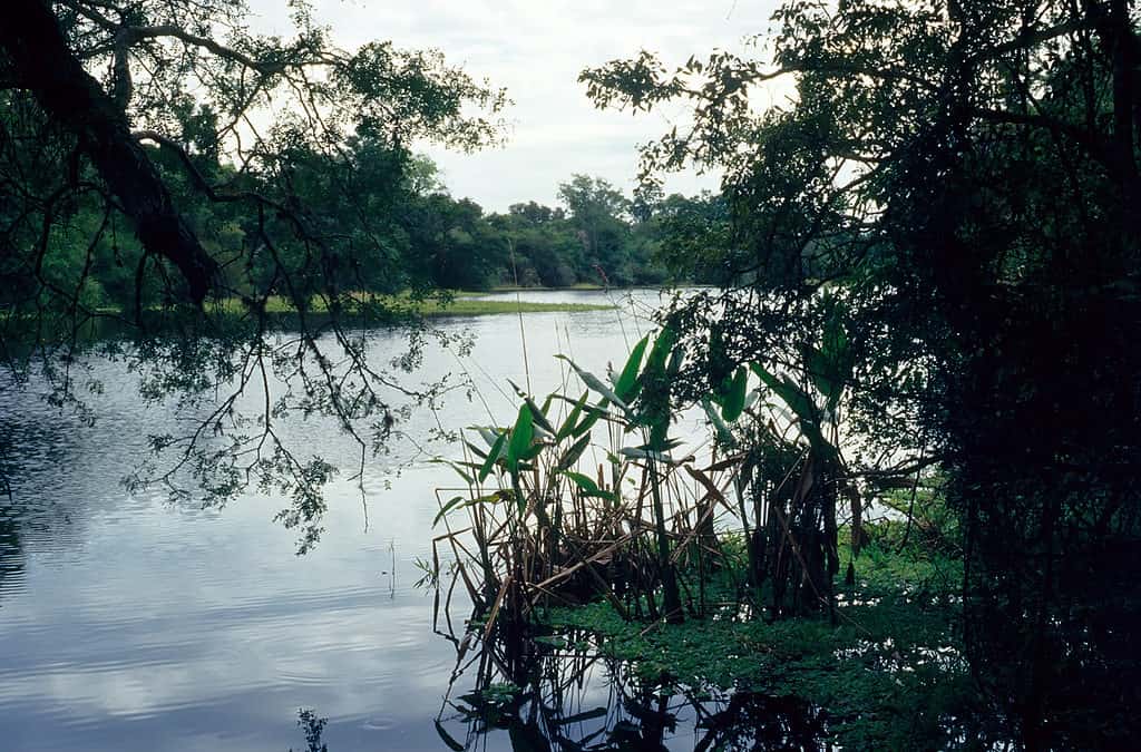 Laguna Panza de Cabra, PN Chaco. Chaco húmedo
