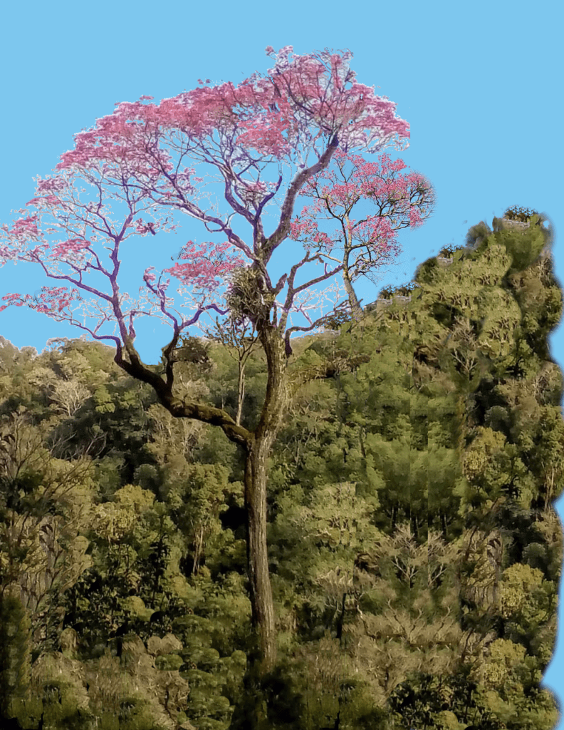 Lapacho SELVA PARANAENSE – REVELANDO NUESTRAS REGIONES