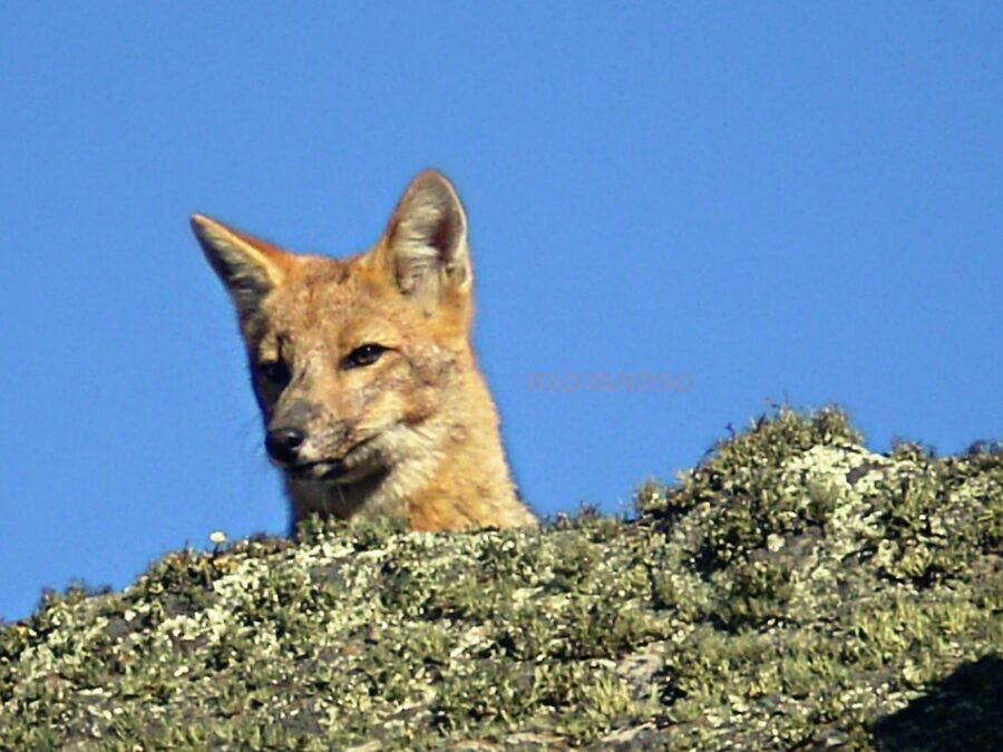 zorro colorado Lycalopex culpaeus