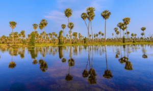 Palmeras en el Parque Nacional Pilcomayo