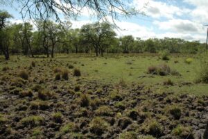 Parque Nacional Chaco