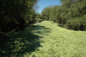 Vegetación flotante en el Parque Nacional Chaco
