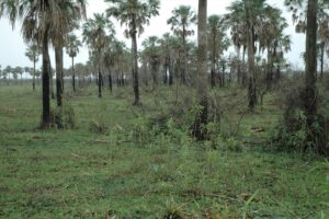 Palmeras caranday (Copernicia alba)