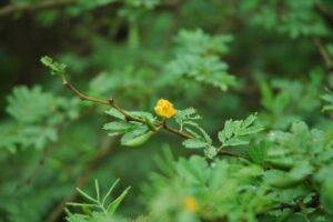 Espinillo (Acacia caven)