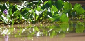 camalote Eichhornia crassipes