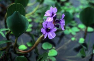 camalote en flor Eichhornia crassipes