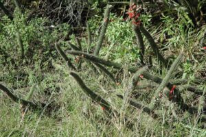 hierbas y cactus