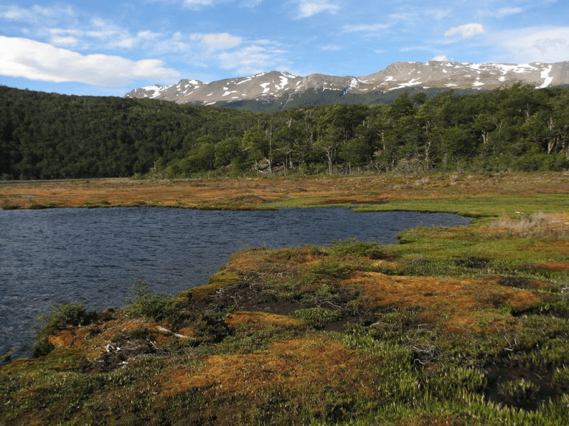 turbera. Bosques patagónicos