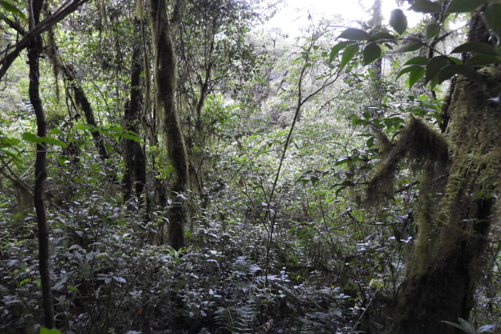 Parque Nacional Calilegua. Selva de las Yungas