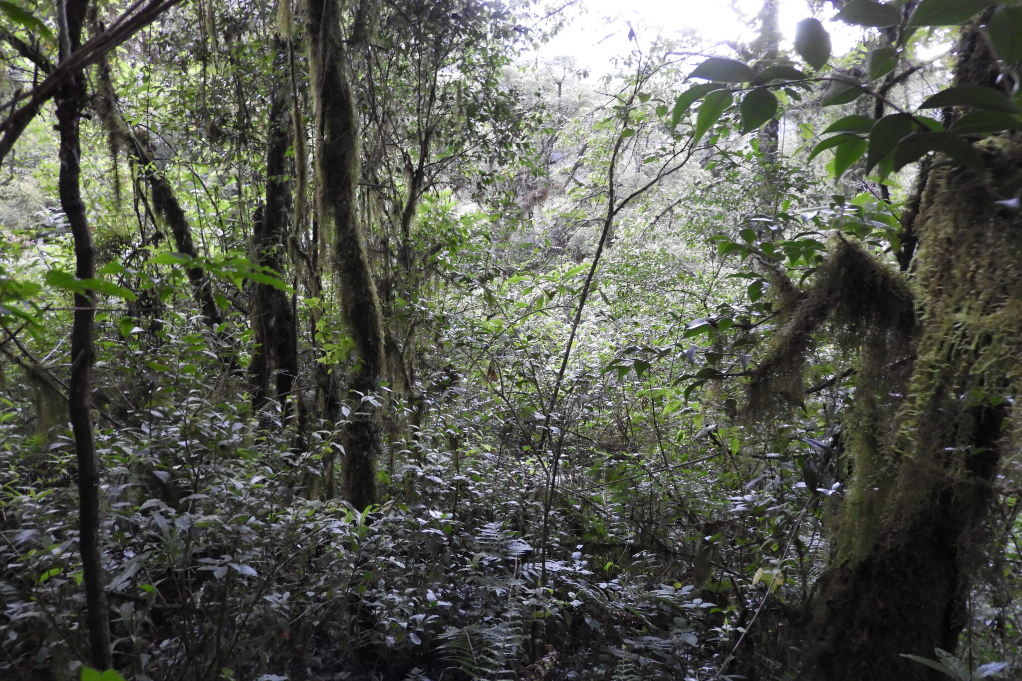 SELVA DE LAS YUNGAS – REVELANDO NUESTRAS REGIONES